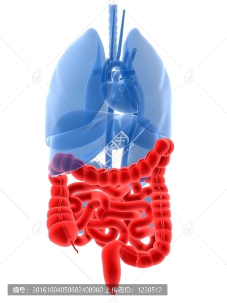 突出的腸子