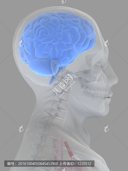 人類的大腦