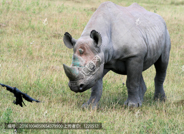 Rhinocerous,10