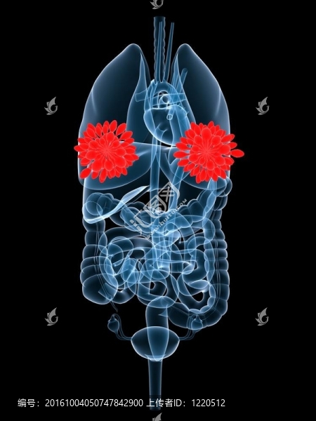 強(qiáng)調(diào)乳腺