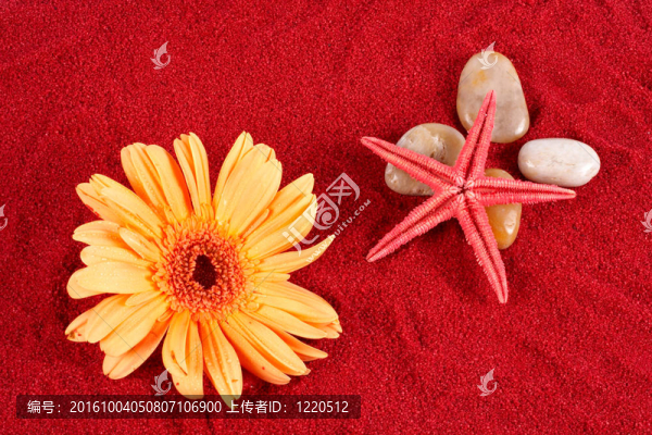 戴茜和海星在沙灘上的四塊石頭