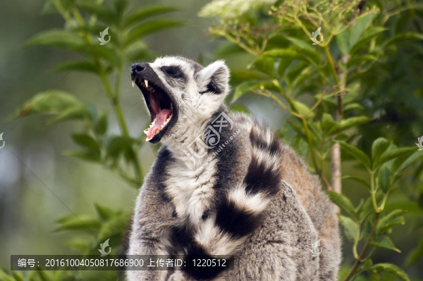 環(huán)尾狐猴
