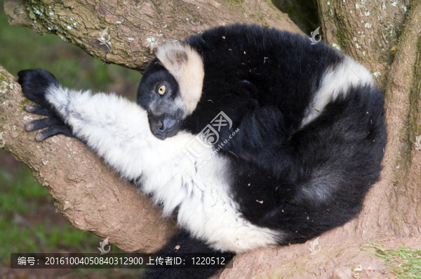 黑色和White,Ruffed,Lemur