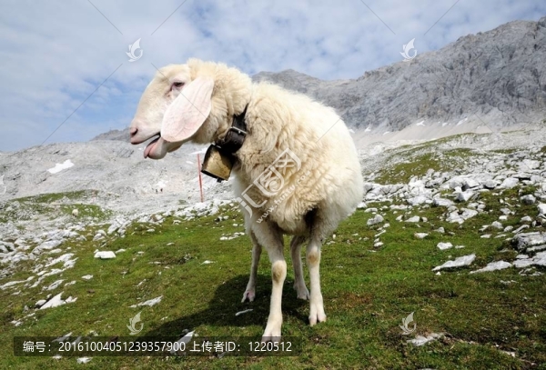 高山高山上的羊