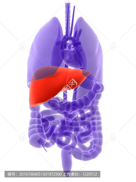 強(qiáng)調(diào)了肝
