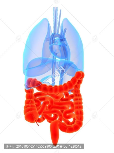 突出的腸子