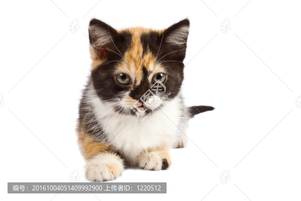 小貓
