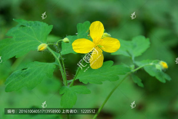 白屈菜01