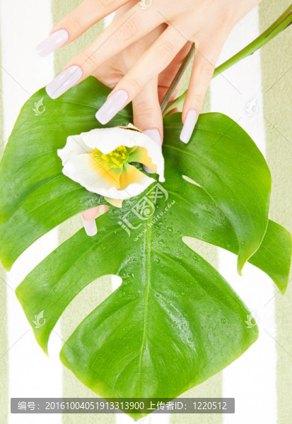 女性手與綠葉和花