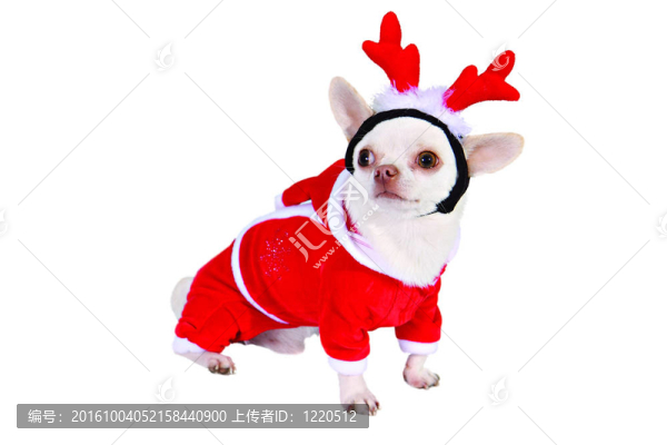 狗的圣誕套裝喇叭
