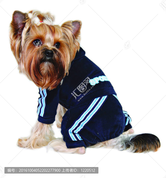 穿著藍色運動服的狗