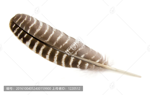 野火雞羽毛