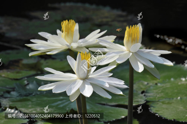 白蓮花