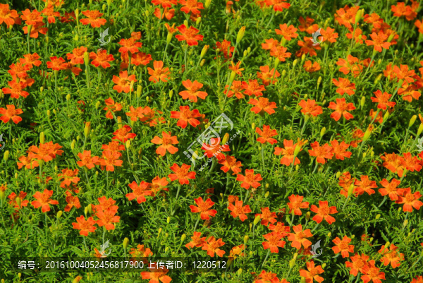 萬壽菊10