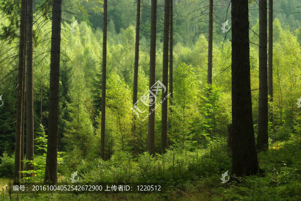 林41
