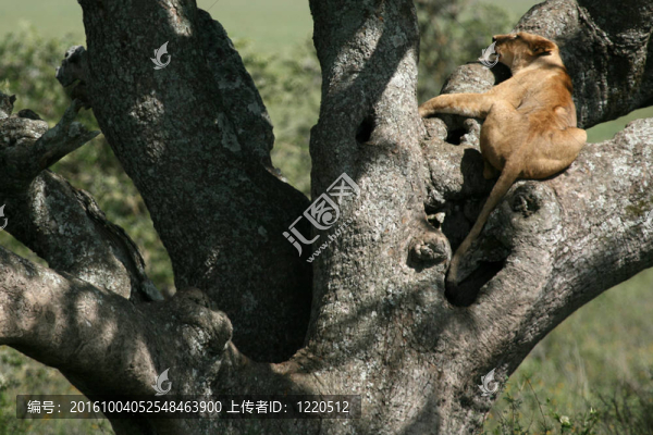 獅子坐在樹非洲塞倫蓋蒂平原；