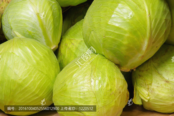 洋白菜01