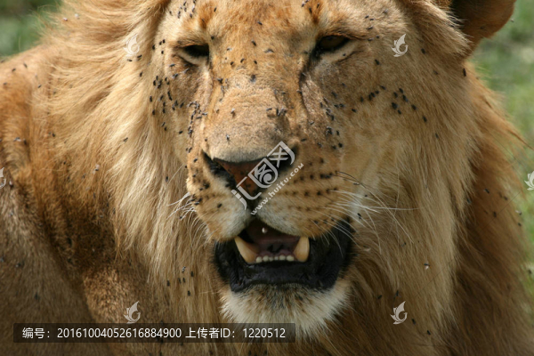 雄獅-塞倫蓋蒂野生動(dòng)物園；坦桑尼亞；非洲