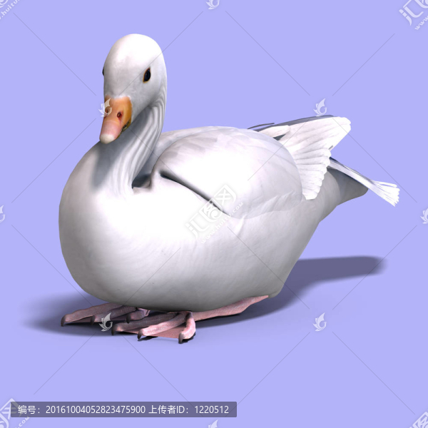 雪鵝