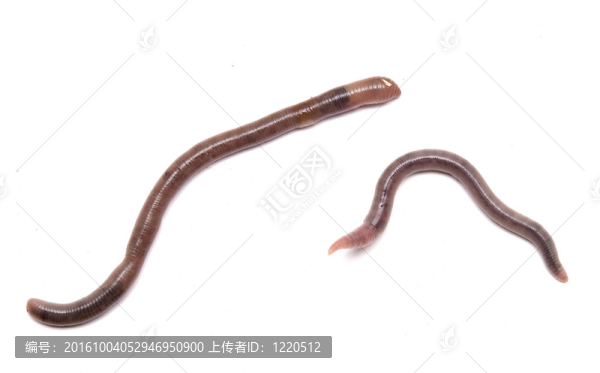 蚯蚓