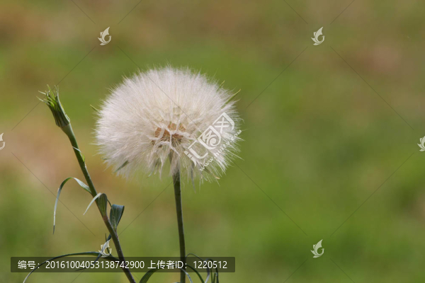 蒲公英