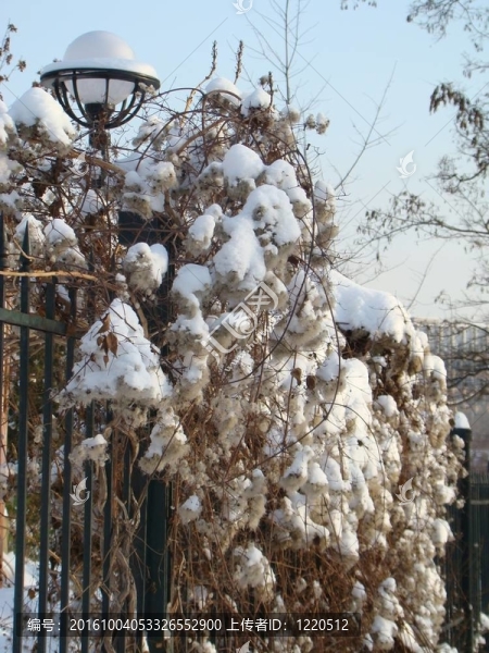 Liana被雪覆蓋