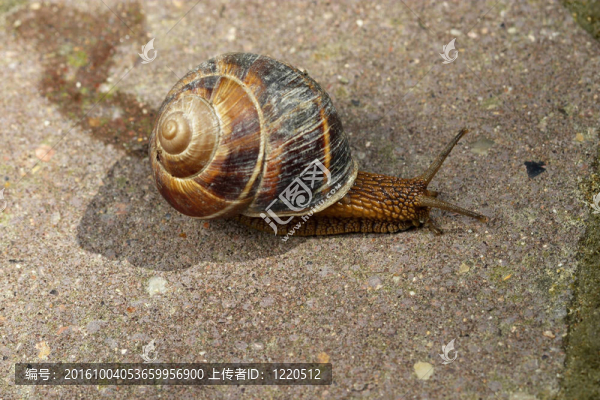 蝸牛