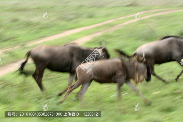 角馬-塞倫蓋蒂野生動(dòng)物園；坦桑尼亞；非洲