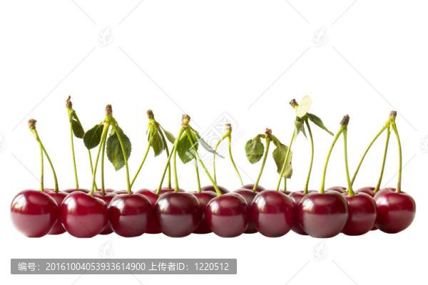 櫻桃行（路徑隔離）