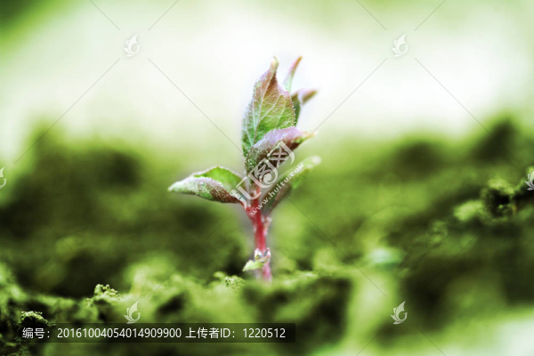 植物