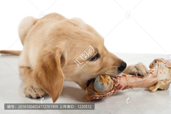 狗骨