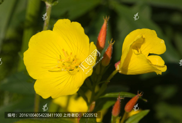 月見(jiàn)草