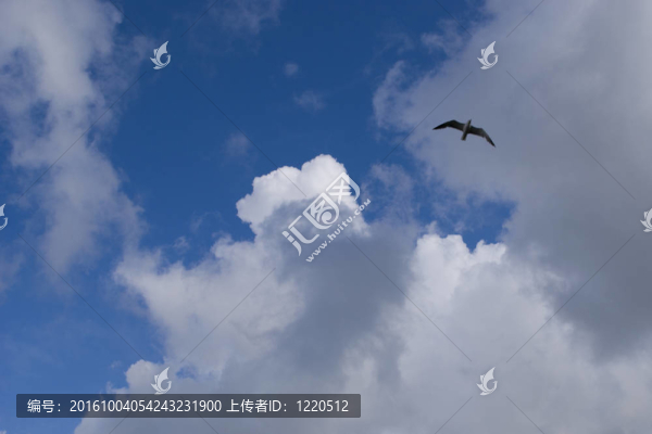自由如鳥；在天空中飛翔