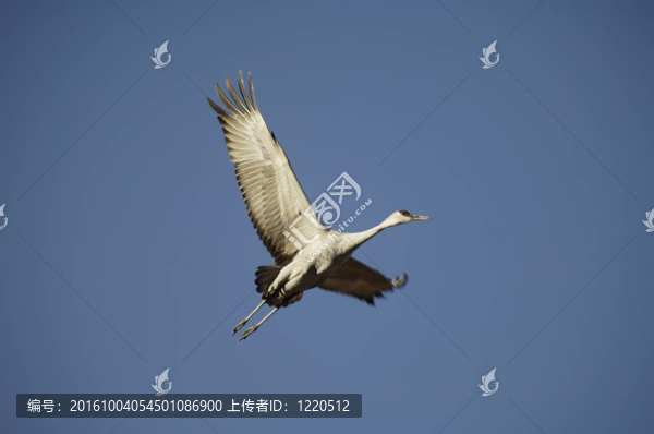 沙丘鶴