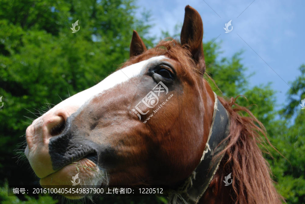 棕色的馬