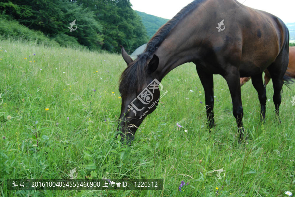 馬