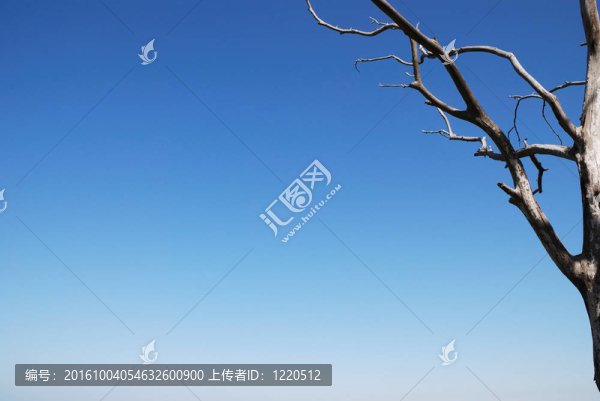 死樹