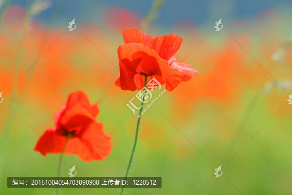 紅色的罌粟花