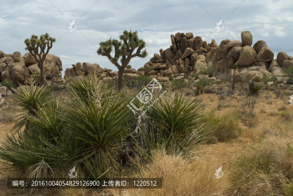 莫哈韋沙漠絲蘭