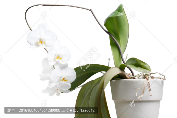 蘭花