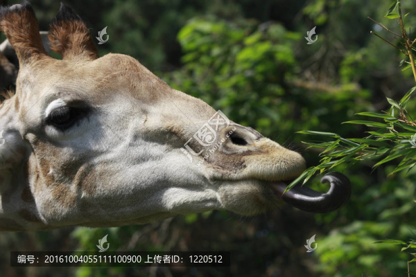 長頸鹿吃