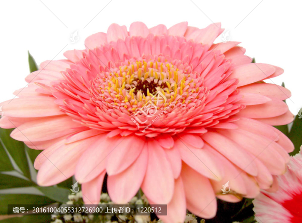 花束16束