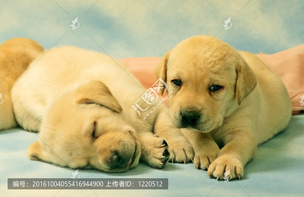 獵犬的小狗