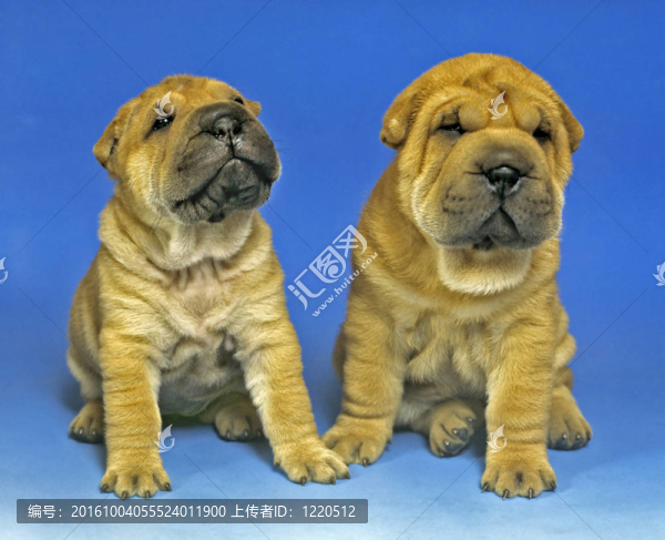 sharpei01