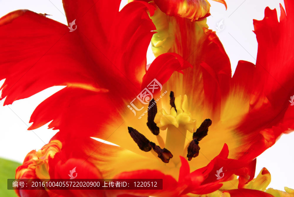 Tulpe,23