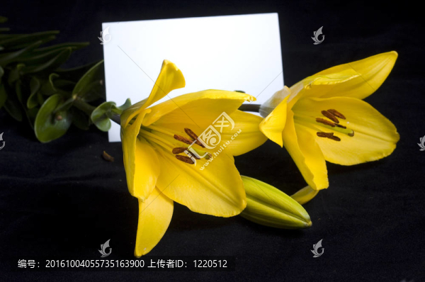 黃色的百合