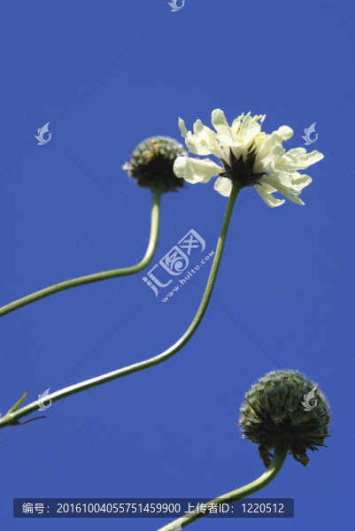 Cephalaria,Flowers對(duì)天空