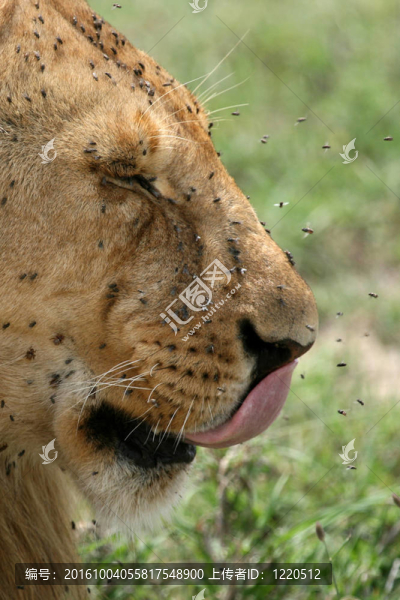 獅子-塞倫蓋蒂野生動物園；坦桑尼亞；非洲
