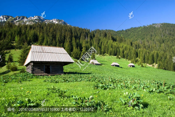 高山草甸景觀