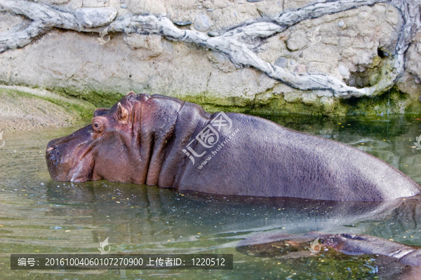 河馬
